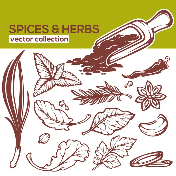 Kochgewürze, Kräuter und Blätter Vektorsammlung — Stockvektor