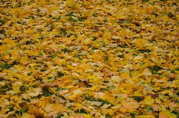 Fundo de folhas de outono amarelo — Fotografia de Stock