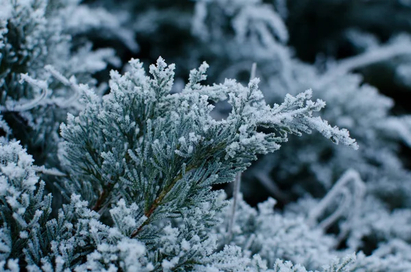 Ramo de Junipers com geada — Fotografia de Stock