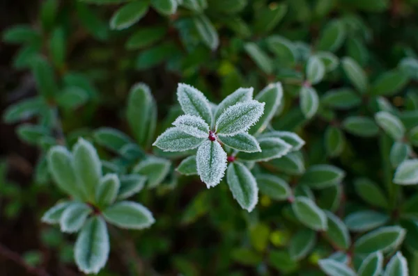 Plante verte au feuillage gelé — Photo