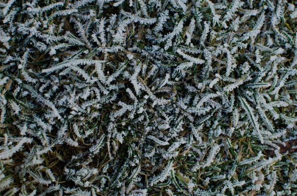 Hintergrund von grünem Kraut mit Frost — Stockfoto