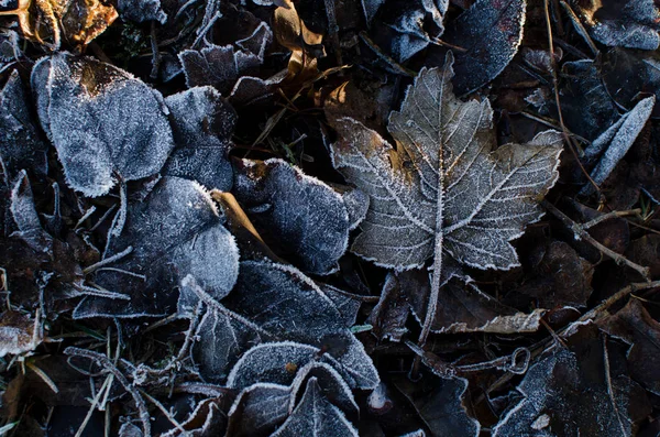 Contexte des feuilles d'hiver avec gel . — Photo
