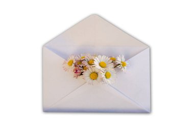 Camomiles beyaz arka plan üzerinde zarf.