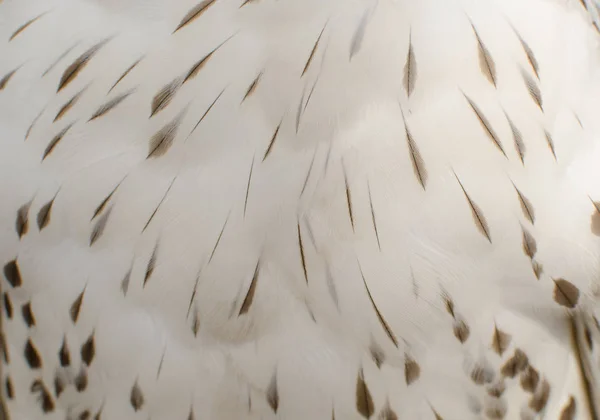 Textury z bílého peří sova pálená — Stock fotografie