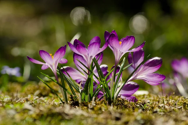 Spring violet crocuses on the green  background — Stock Photo, Image