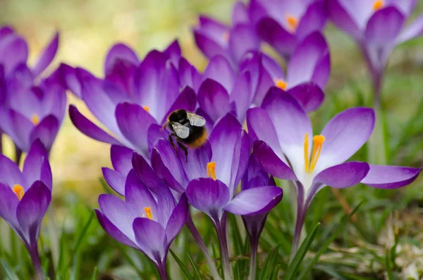 Violet crocse with humble-bee — Stock Photo, Image