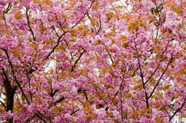 Arka planını çiçeği pembe sakura.
