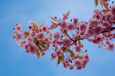 Blu gökyüzü ile çiçek açması sakura dalı nasıl arka plan