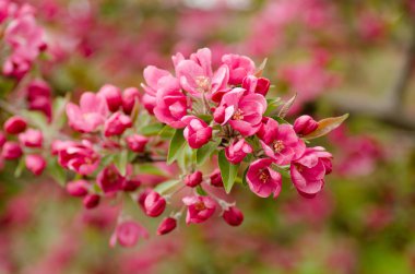 Kırmızı çiçek açması elma ağacı dalı 