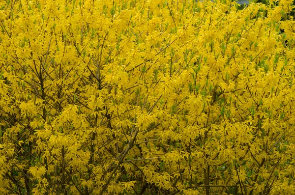 Fondo amarillo de forsitia en flor — Foto de Stock