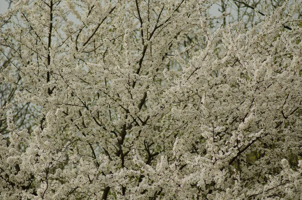 Fondo de cerezo blanco en flor —  Fotos de Stock