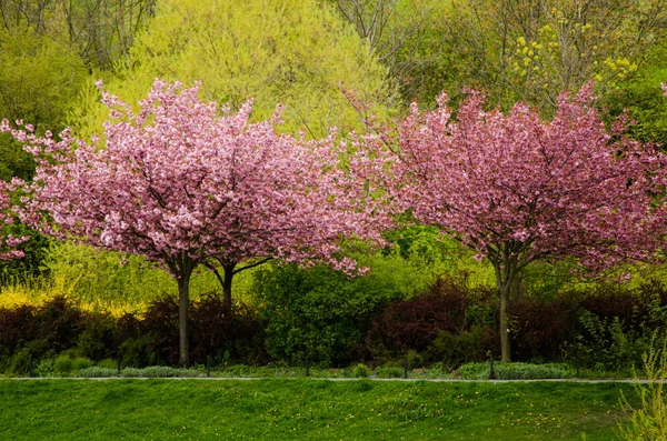 Trees of  Japanese cherry in blossom in park — Stock Photo, Image