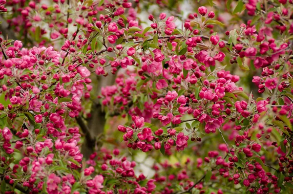 Background of blossoming red apple-tree. — Stock Photo, Image