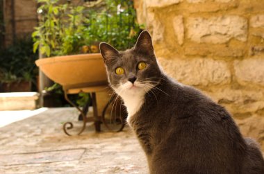 Spello, Umbria, İtalya 'nın ortaçağ caddesinde sürpriz kedi