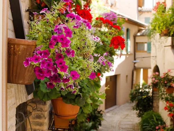 Frower Potes Parede Rua Medieval Cidade Velha Spello Festival Flores — Fotografia de Stock