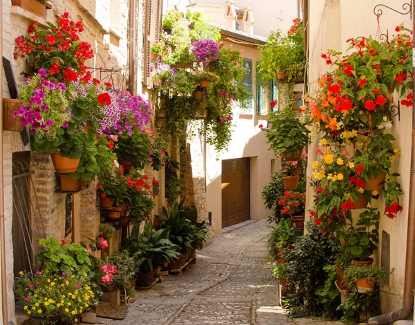 Middeleeuwse Straat Van Spello Versierd Met Bloemen Bloemenfestival Italië — Stockfoto