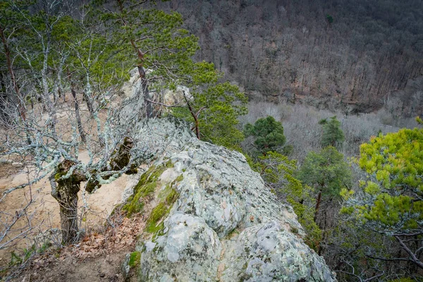 Autunno foresta muschioso rocce misto vista foresta . — Foto Stock