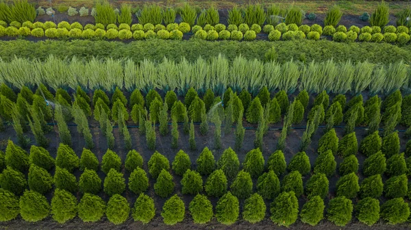 Vivero de plantas ornamentales en una zona rural — Foto de Stock