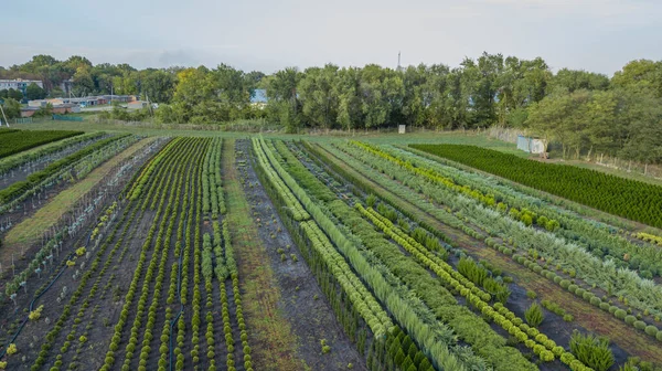 Vivero de plantas ornamentales en una zona rural — Foto de Stock