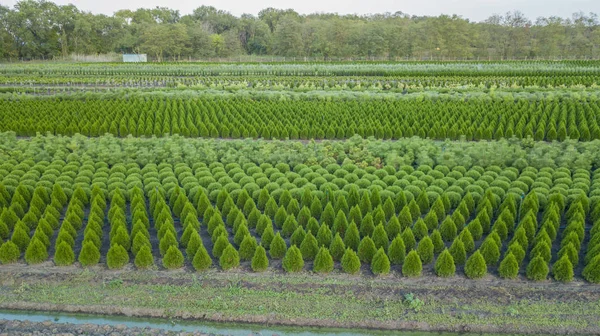 Nursery of ornamental plants in a rural country area