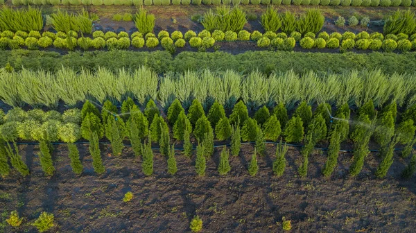 Nursery of ornamental plants in a rural country area