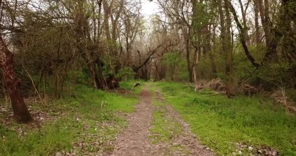 Ormanın ilk zamanlarındaki yürüyüş yolu, insansız hava aracı bakış açısı. — Stok video