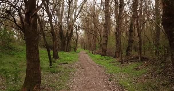 Прогулка в раннем лесу, точка зрения беспилотника — стоковое видео