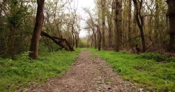 Прогулка в раннем лесу, точка зрения беспилотника — стоковое видео