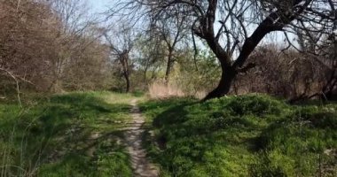 Erken spting ormanlarında yürüyüş, insansız hava aracı bakış açısı