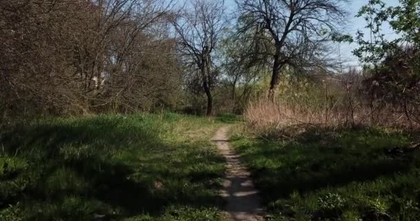 Caminhadas no início da floresta de spting, ponto de vista drone — Vídeo de Stock