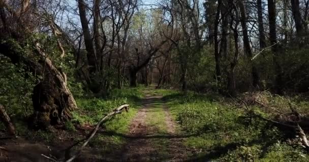 Wandelen in het vroege spugende bos, drone standpunt — Stockvideo