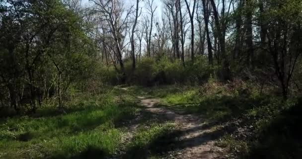 Randonnée pédestre dans la forêt piquante, point de vue de drone — Video