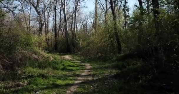 Пешие прогулки в раннем лесу, точка зрения дрона — стоковое видео