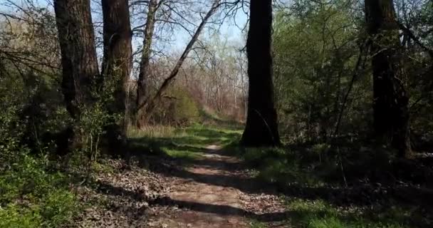 在早期喷出的森林中远足，无人驾驶飞机的观点 — 图库视频影像