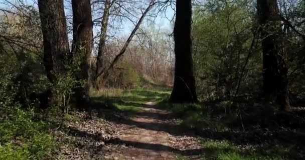 Vandring i tidig avverkning skog, drönare synvinkel — Stockvideo