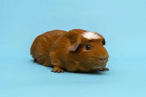 Marsvin isolerad på blå bakgrund — Stockfoto