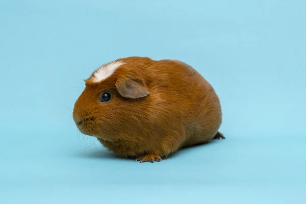 Cochon de Guinée isolé sur le fond bleu — Photo