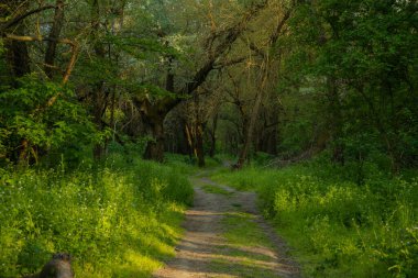 Güzel, gizemli bir ormanda kırsal bir yol sabah