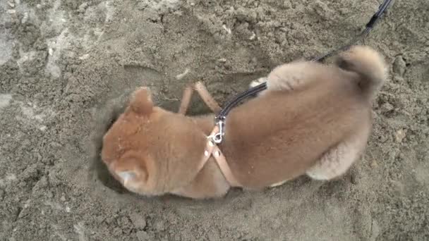 Joven perro shiba inu jugando en la arena cerca del río — Vídeos de Stock