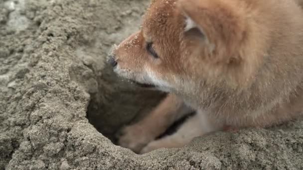 Młody pies shiba inu bawi się w piasku w pobliżu rzeki — Wideo stockowe