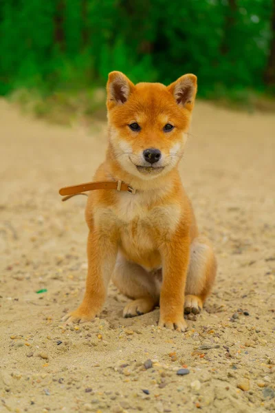 Young shiba inu dog playing in the sand near the river — Stock Photo, Image