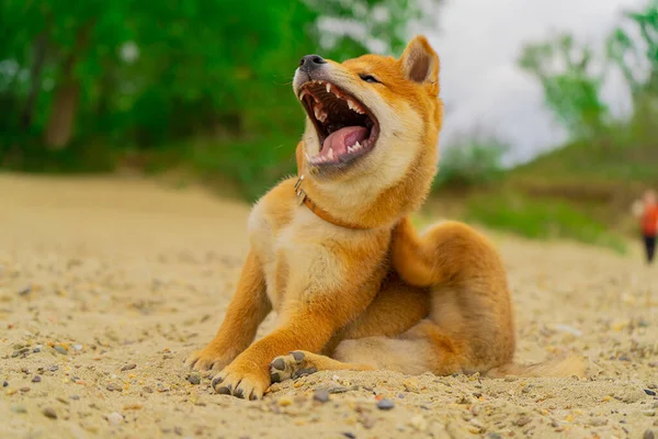 Młody pies shiba inu bawi się w piasku w pobliżu rzeki — Zdjęcie stockowe