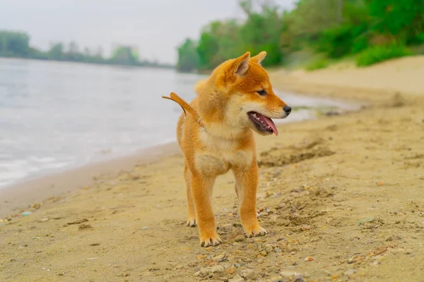 Молодий шиба іну собака грає на піску біля річки — стокове фото