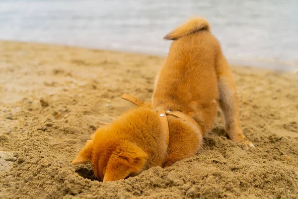Młody pies shiba inu bawi się w piasku w pobliżu rzeki — Zdjęcie stockowe
