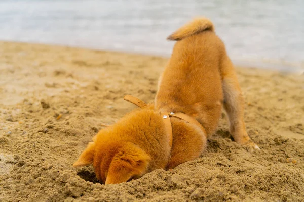 Genç shiba inu köpek nehrin yanındaki kumda oynuyor.