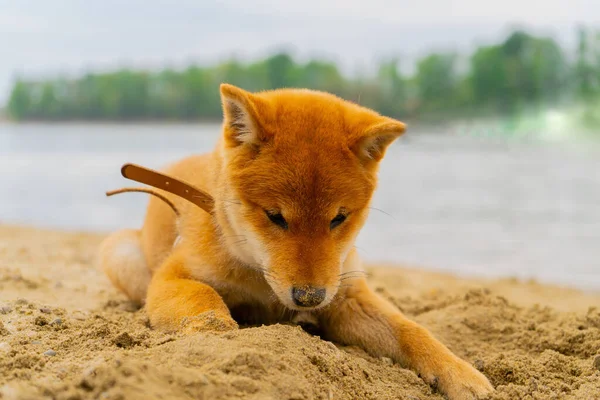 Jovem shiba inu cão brincando na areia perto do rio — Fotografia de Stock