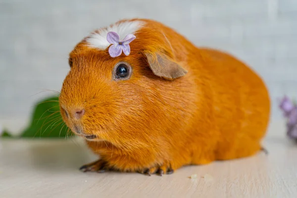 Den röda tammarsvinet Cavia porcellus, även känd som marinen eller den inhemska marinen — Stockfoto