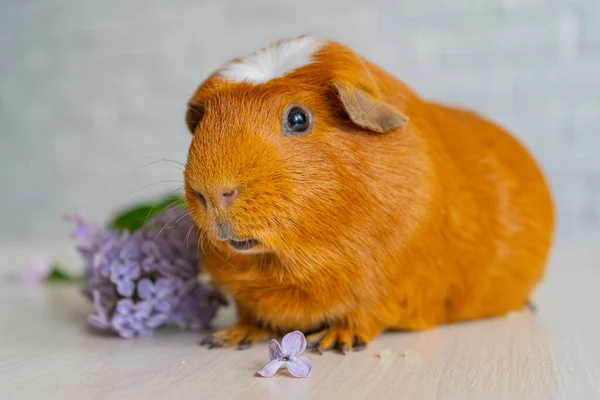 Červené domácí morče Cavia porcellus, známé také jako cavy nebo domácí cavy — Stock fotografie