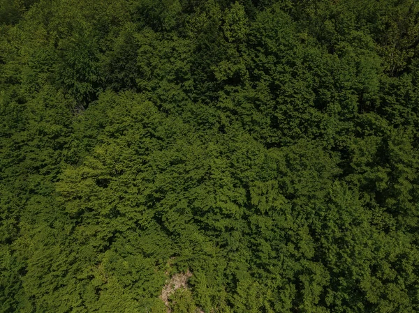 Widok z góry lasu z góry, letnie zielone drzewa w tle lasu, Kaukaz, Rosja. Drzewa iglaste i liściaste, droga leśna. — Zdjęcie stockowe