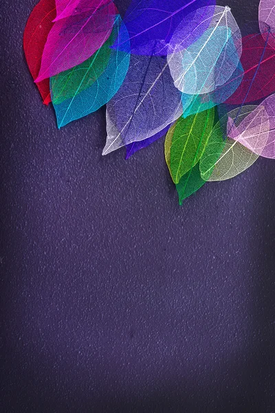 Μακροεντολή πολύχρωμα φύλλα — Φωτογραφία Αρχείου